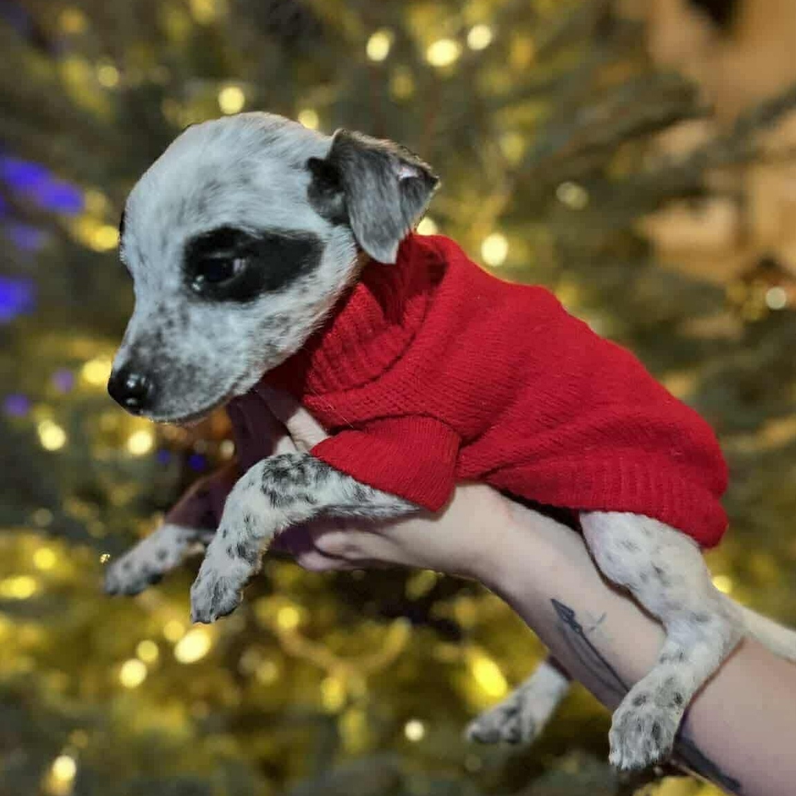 Enlarge Grits, a ADOPTABLE mixed breed in Windsor, ON image 5/6