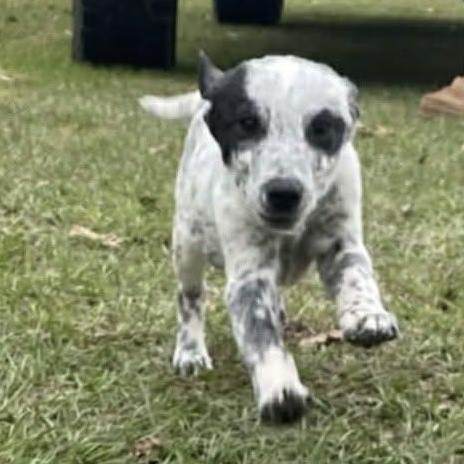 Grits, ADOPTABLE, Puppy Male Australian Cattle Dog / Blue Heeler.