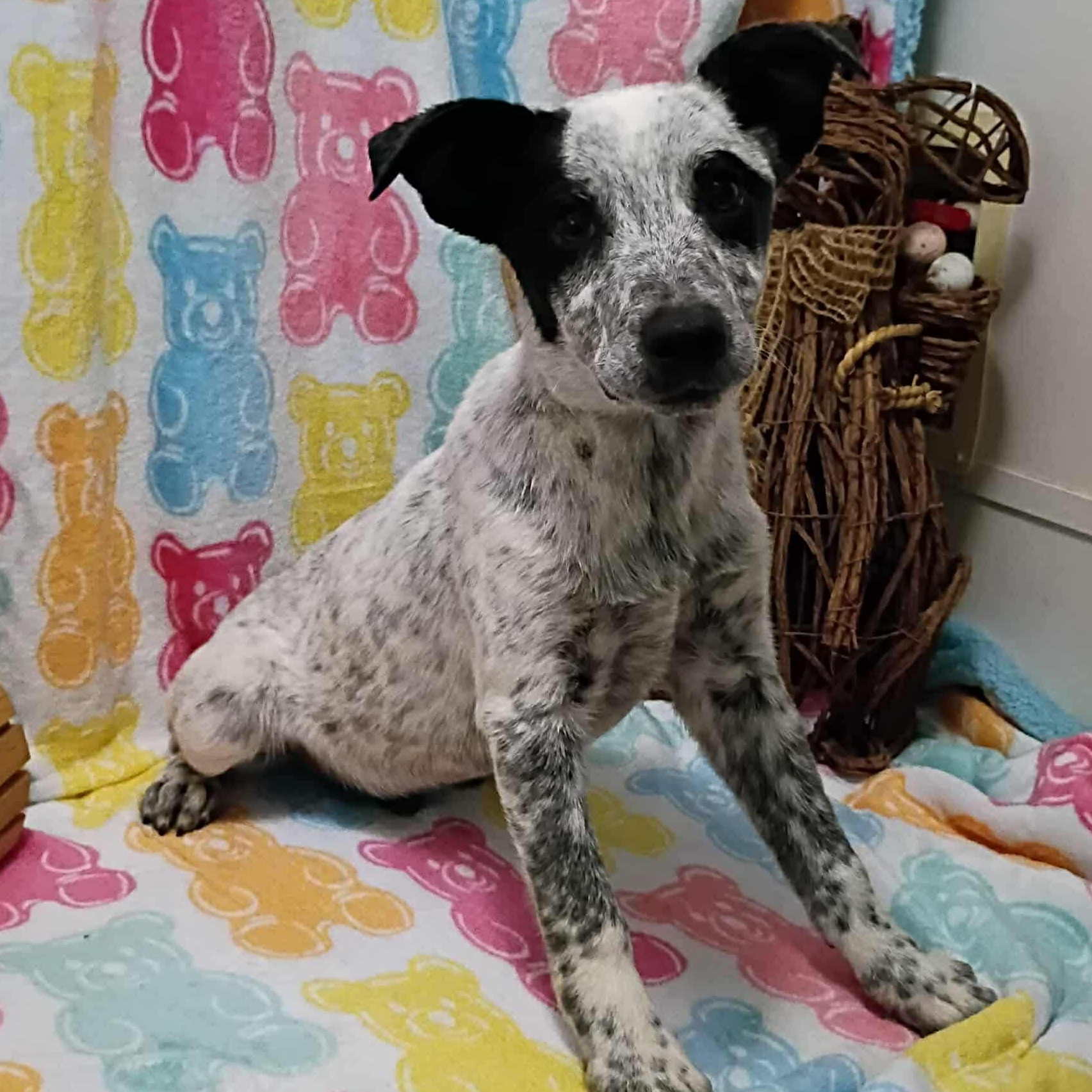 Grits, a ADOPTABLE mixed breed in Windsor, ON image 3/6