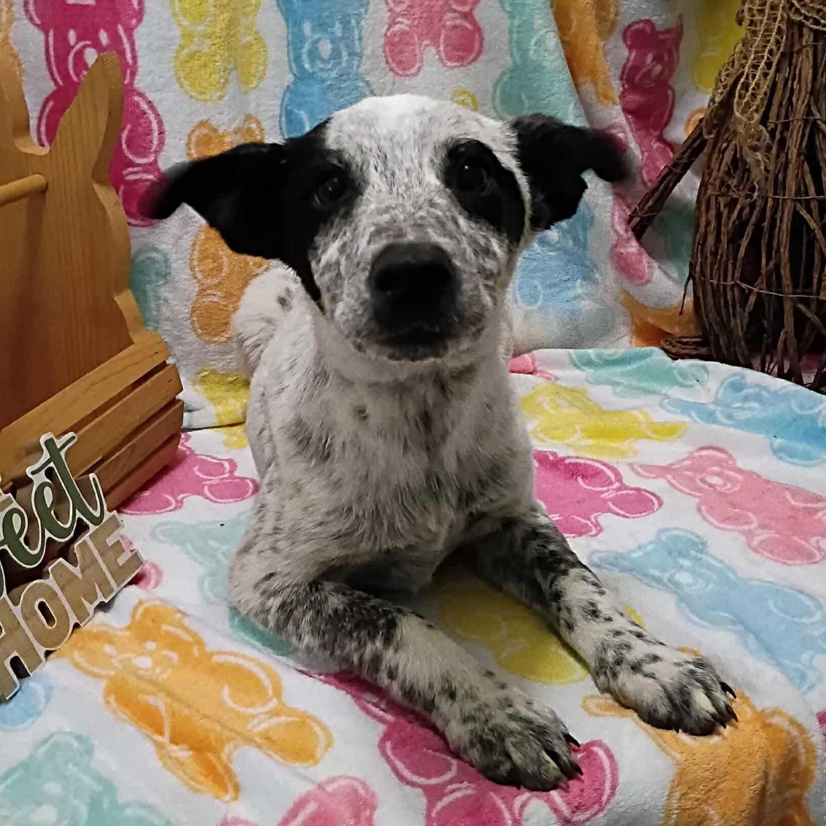 Grits, a ADOPTABLE mixed breed in Windsor, ON image 2/6