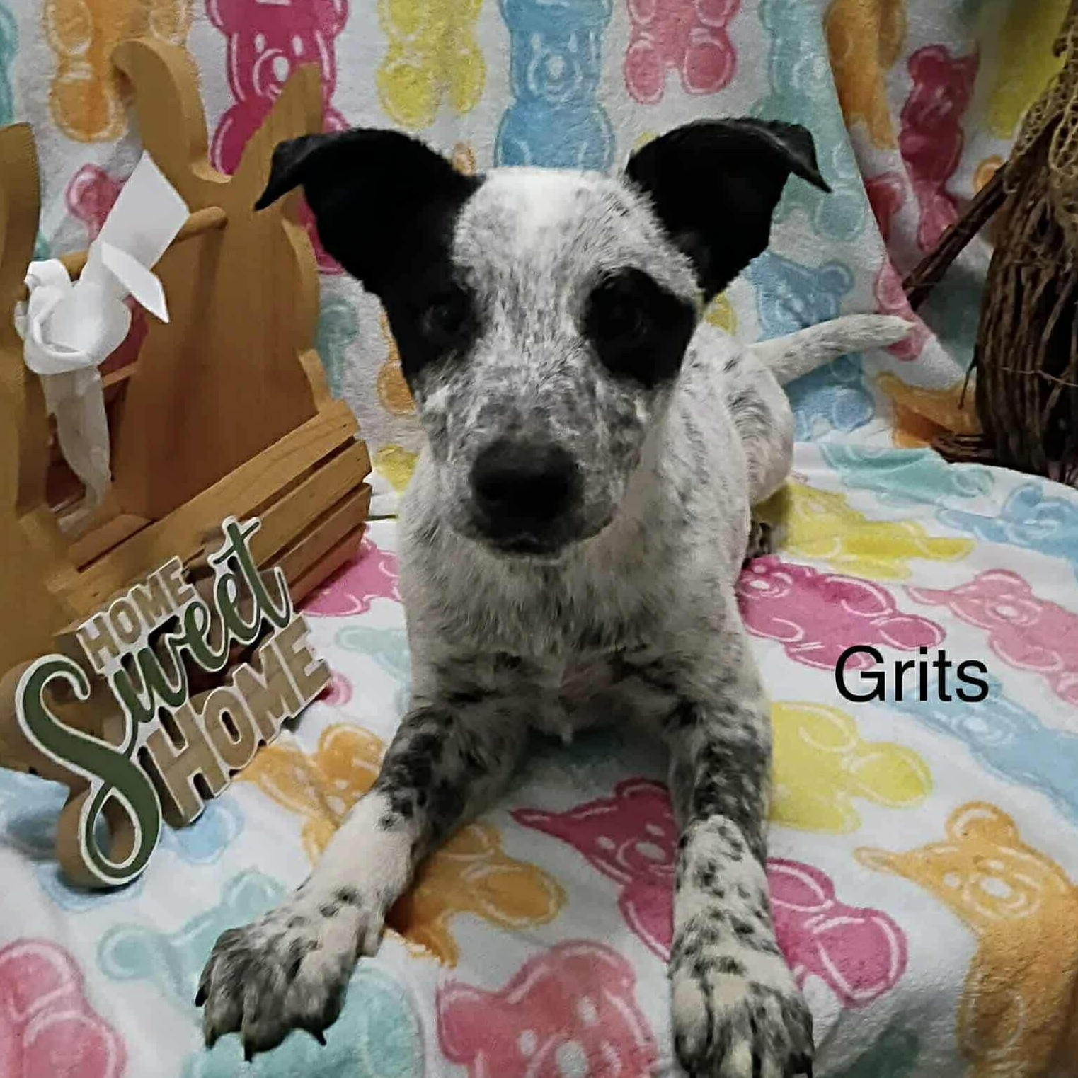Grits, a ADOPTABLE mixed breed in Windsor, ON image 1/6