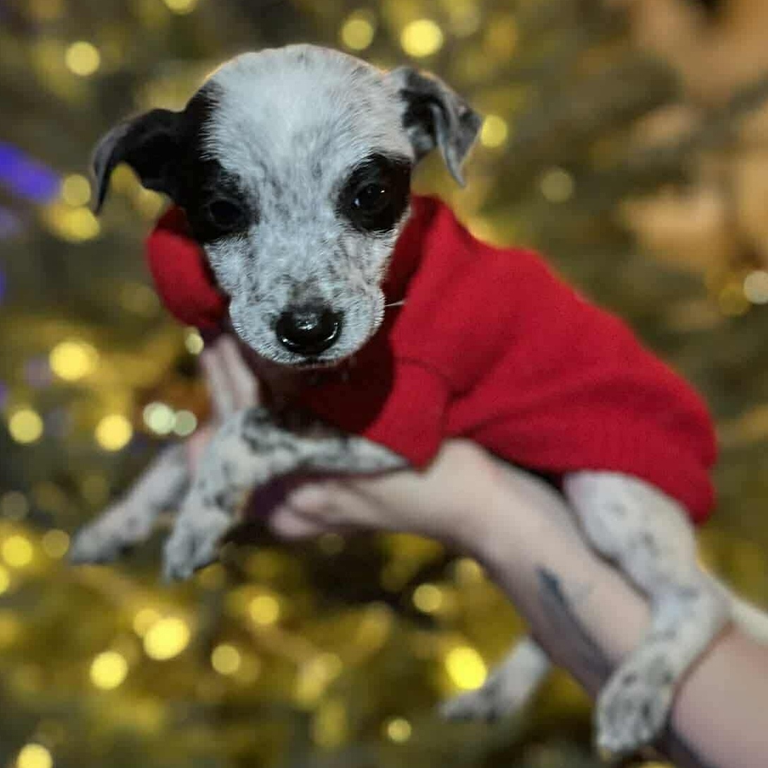 Enlarge Grits, a ADOPTABLE mixed breed in Windsor, ON image 3/6