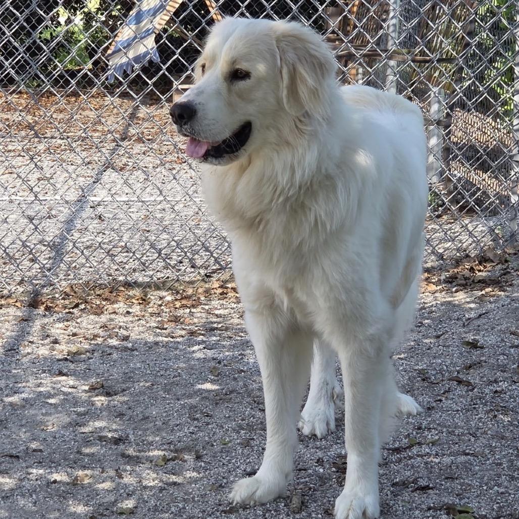 Enlarge Duke, a Adoptable Great Pyrenees in Windsor, VA image 1/2
