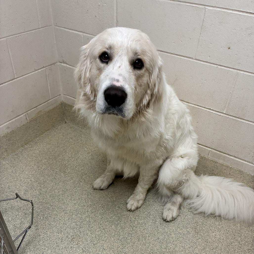 Enlarge Duke, a Adoptable Great Pyrenees in Windsor, VA image 2/2