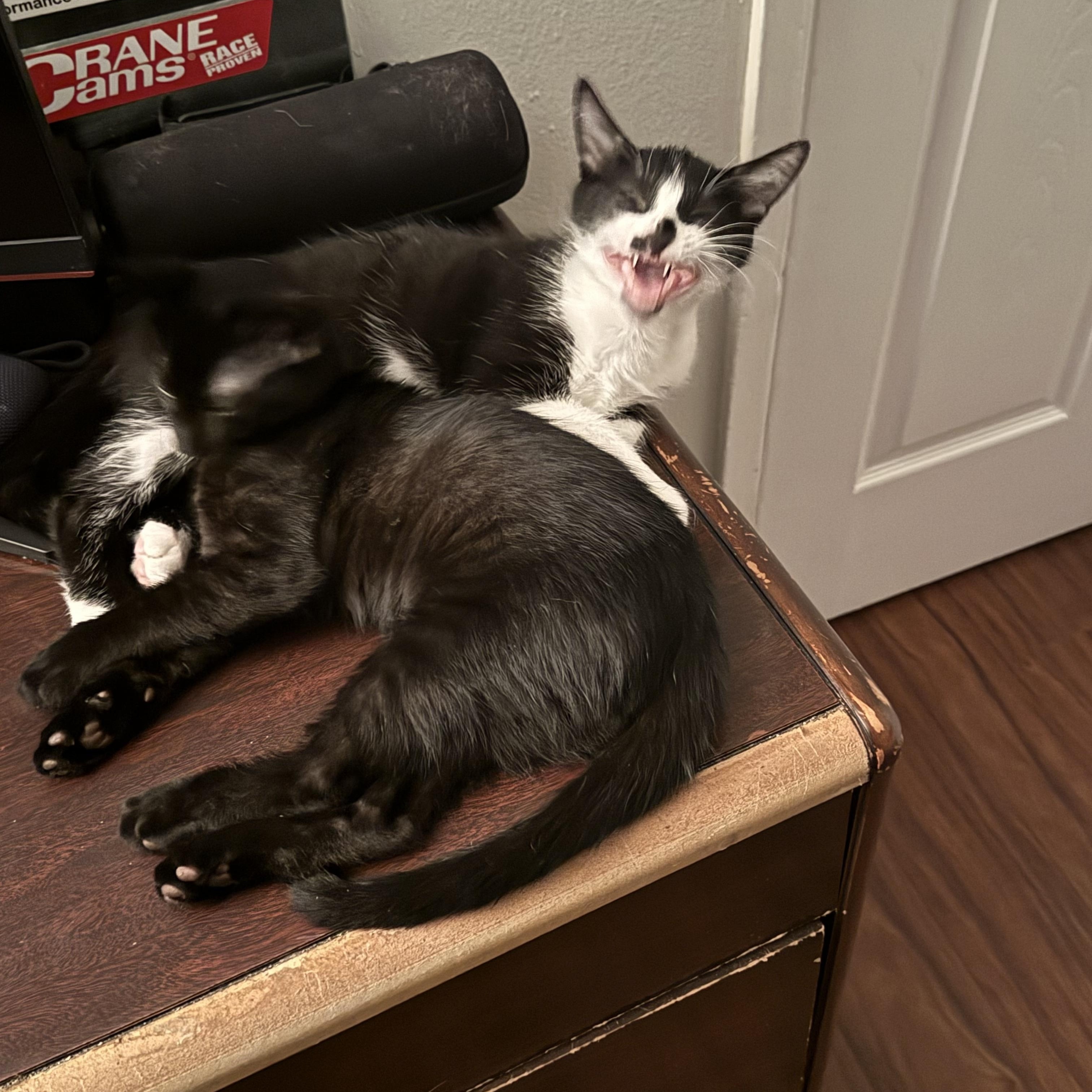 Marley, Adoptable, Young Male Domestic Short Hair.