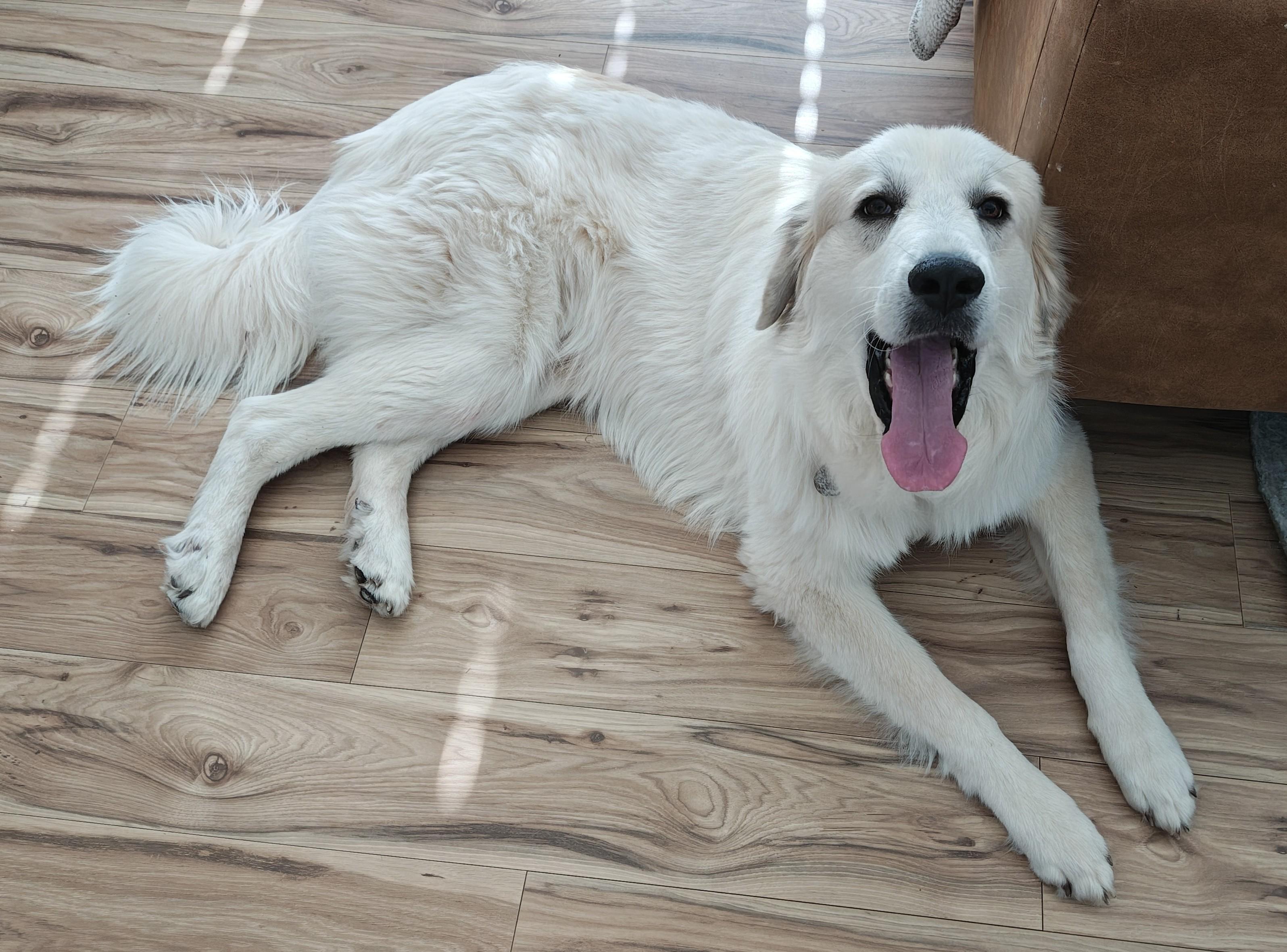 Bear, ADOPTABLE, Adult Male Great Pyrenees.