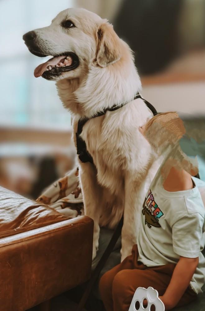 Enlarge Bear, a ADOPTABLE mixed breed in Wilmington, NC image 2/2