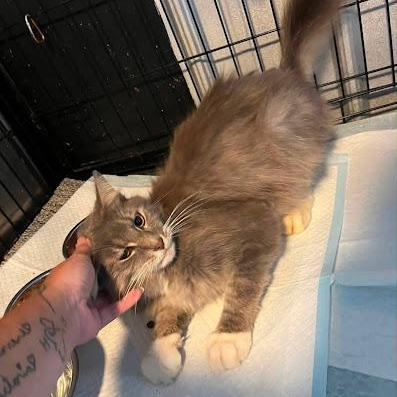 Enlarge Pierre, a ADOPTABLE Domestic Medium Hair in Danbury, CT image 2/2