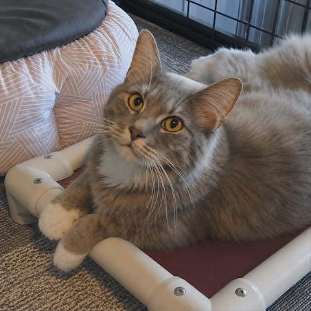 Pierre, ADOPTABLE, Adult Male Domestic Medium Hair.