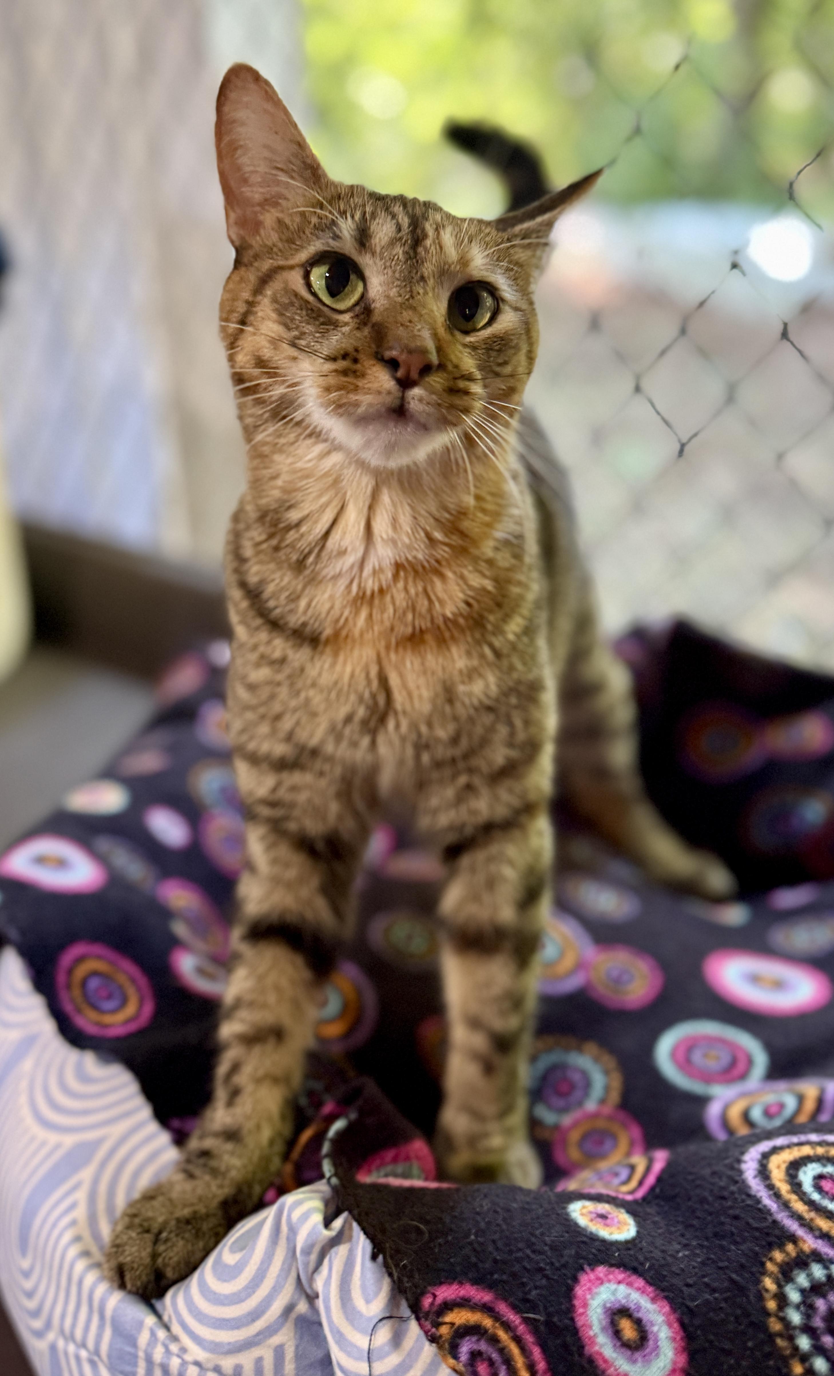 Nadia, Adoptable, Young Female Domestic Short Hair.