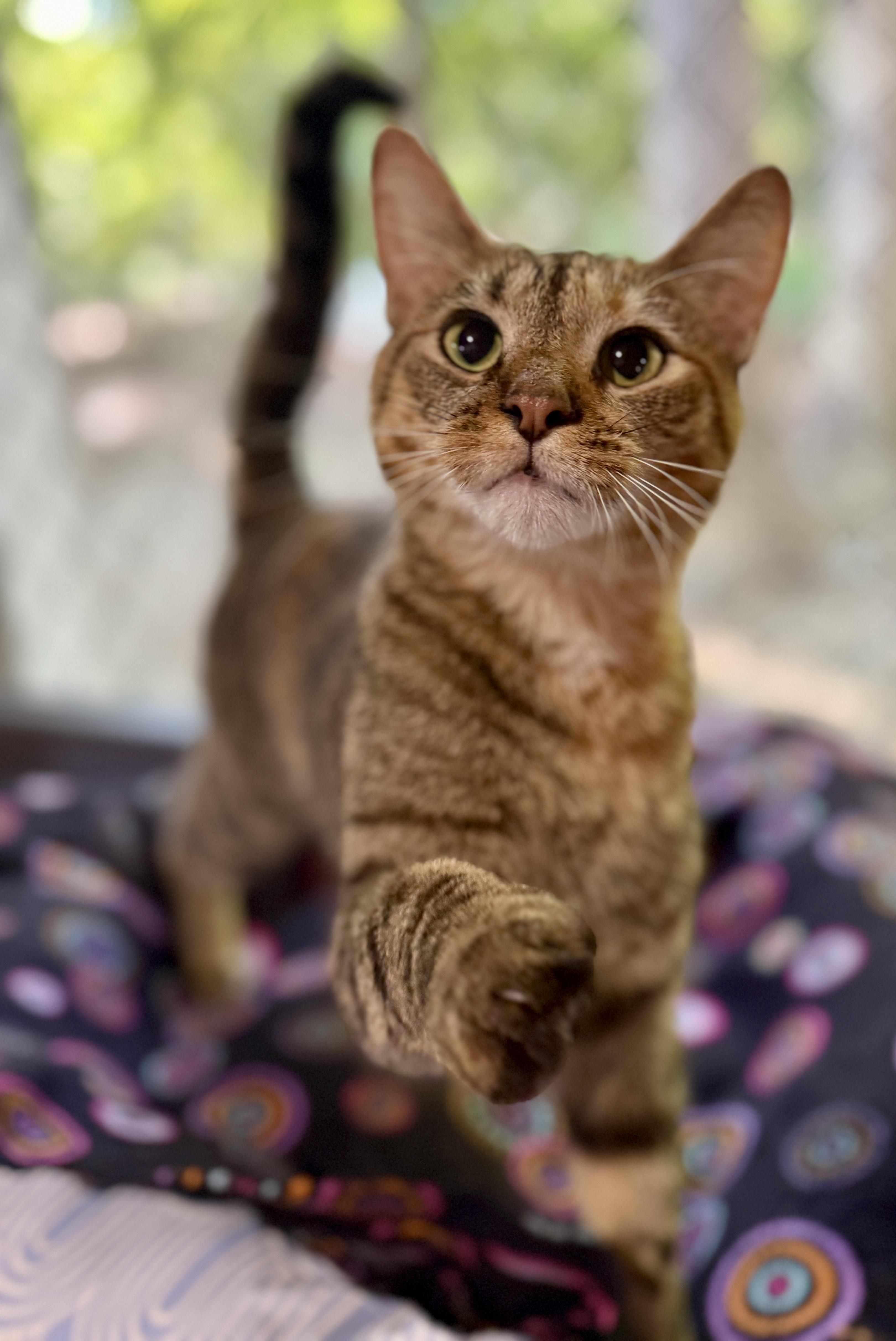 Nadia