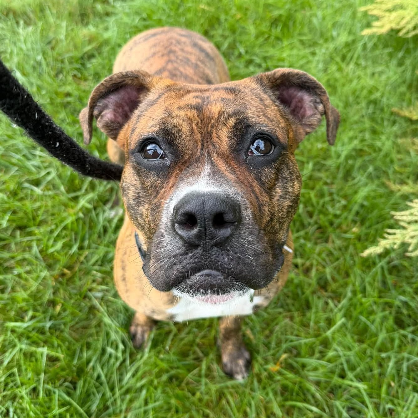 Enlarge Juneau, a Adoptable Terrier in North Syracuse, NY image 5/5