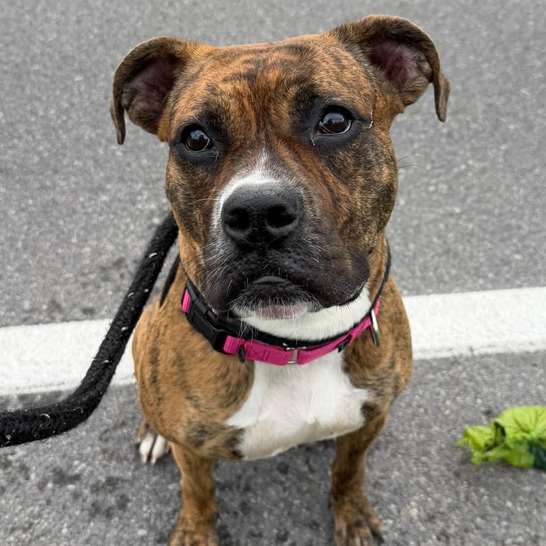 Enlarge Juneau, a Adoptable Terrier in North Syracuse, NY image 4/5