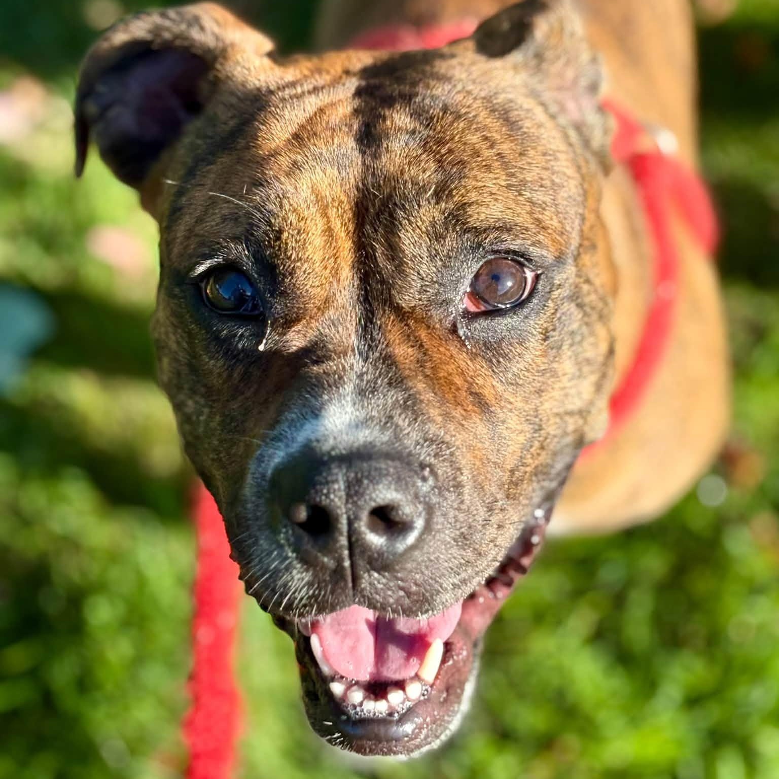 Enlarge Juneau, a Adoptable Terrier in North Syracuse, NY image 1/5