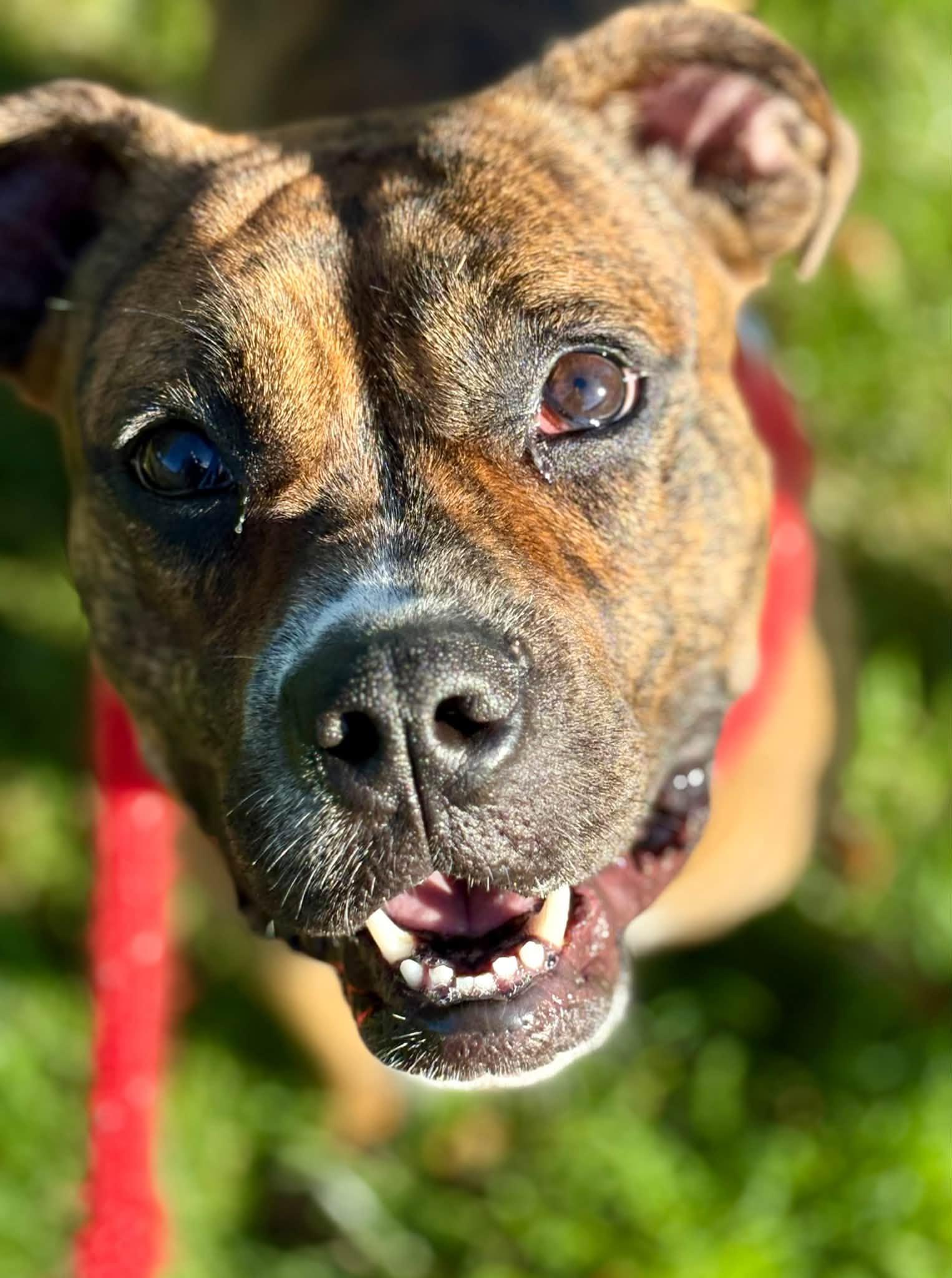 Enlarge Juneau, a Adoptable Terrier in North Syracuse, NY image 2/5