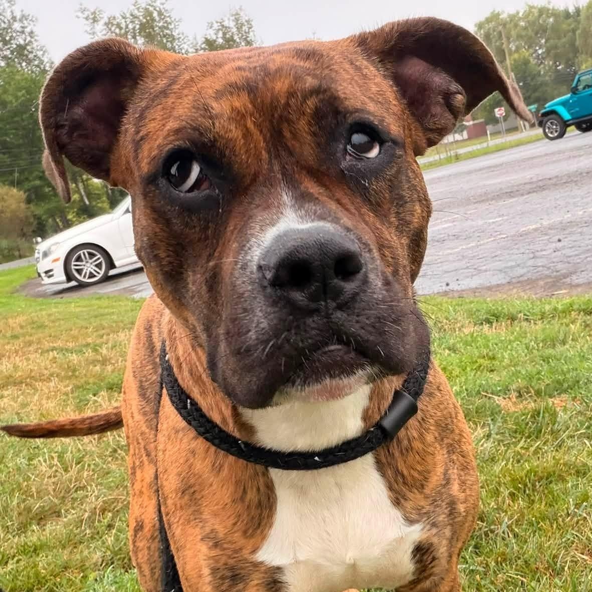 Enlarge Juneau, a Adoptable Terrier in North Syracuse, NY image 3/5