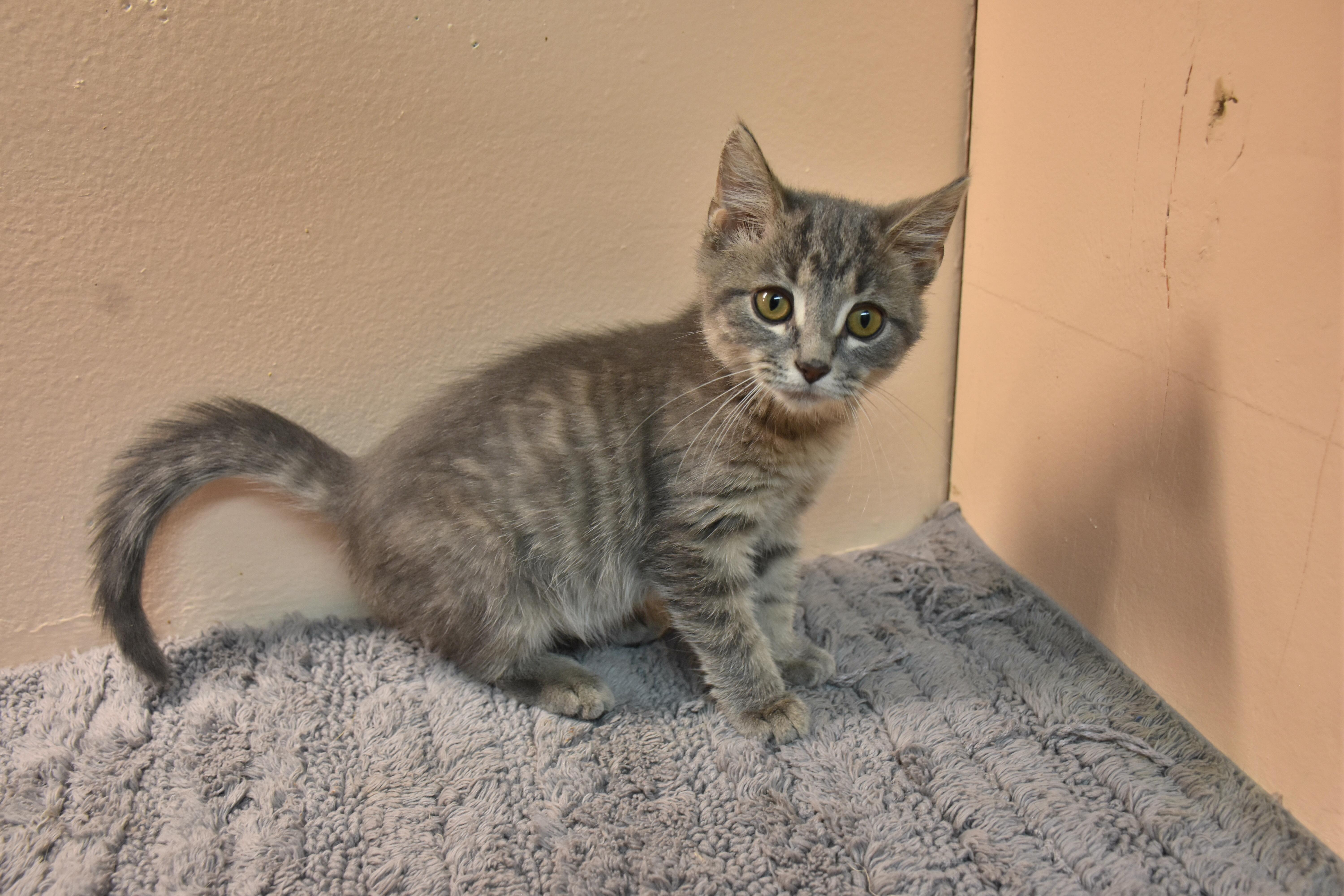 Chainsaw, Adoptable, Kitten Male Domestic Short Hair.