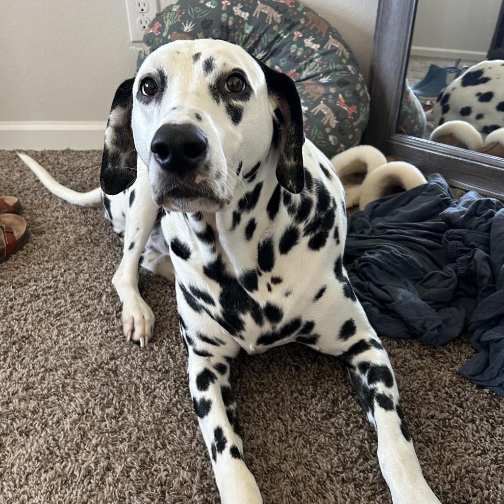 Enlarge Murphy (Benefactor Dog), a Adoptable Dalmatian in New Orleans, LA image 1/5
