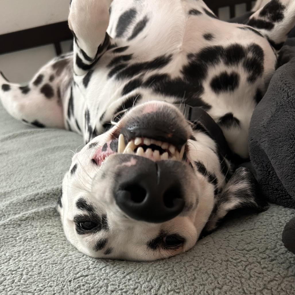 Enlarge Murphy (Benefactor Dog), a Adoptable Dalmatian in New Orleans, LA image 2/5