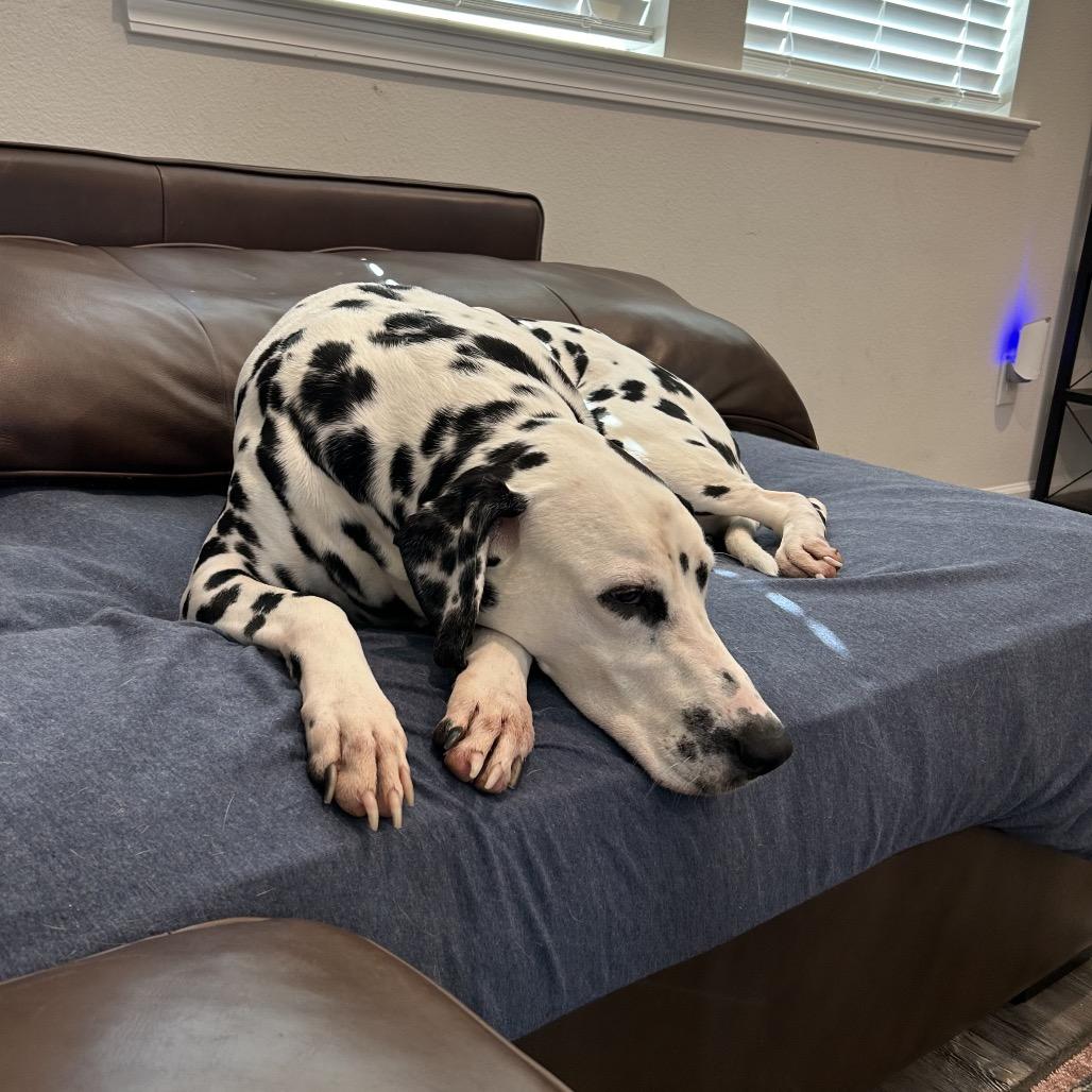 Enlarge Murphy (Benefactor Dog), a Adoptable Dalmatian in New Orleans, LA image 3/5