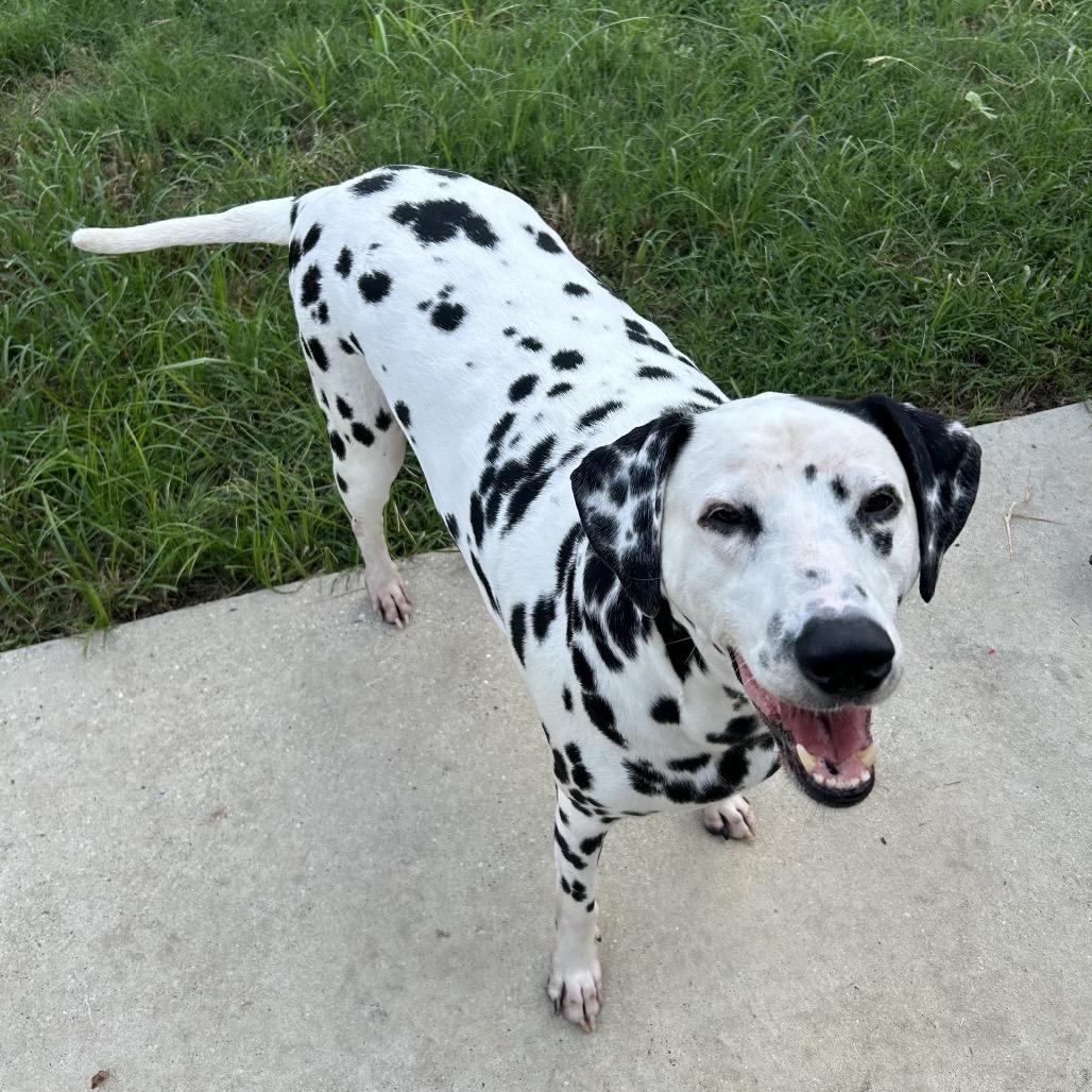 Enlarge Murphy (Benefactor Dog), a Adoptable Dalmatian in New Orleans, LA image 4/5