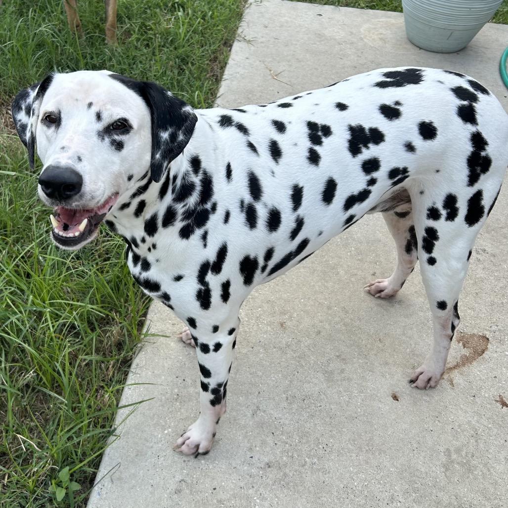 Enlarge Murphy (Benefactor Dog), a Adoptable Dalmatian in New Orleans, LA image 5/5