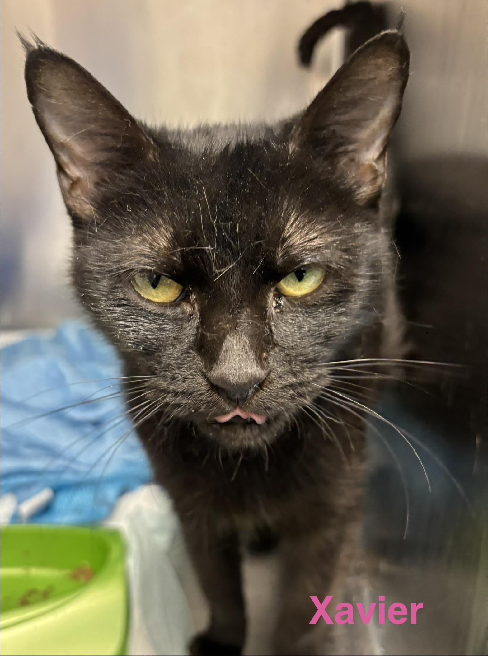 Xavier, Adoptable, Adult Female Burmese.