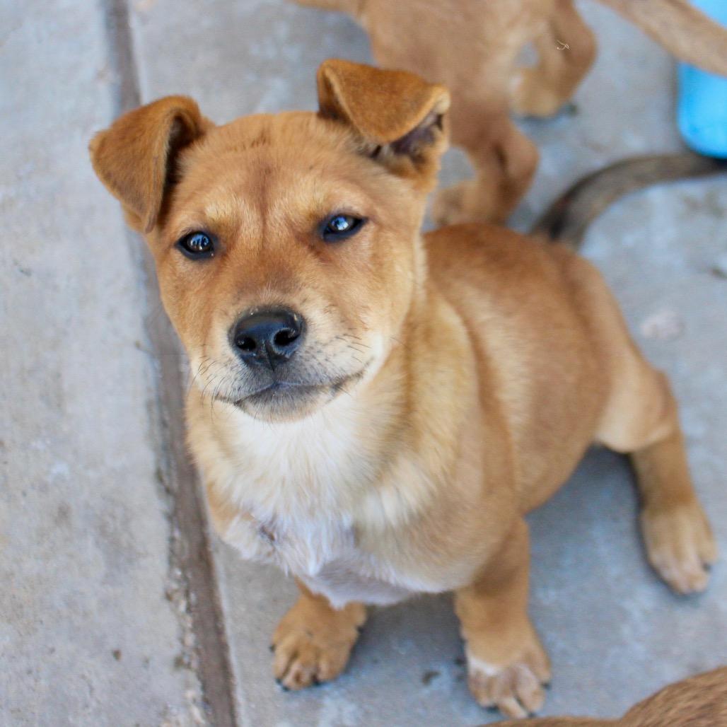 Enlarge Saxon, a Adoptable mixed breed in Midland, TX image 1/4