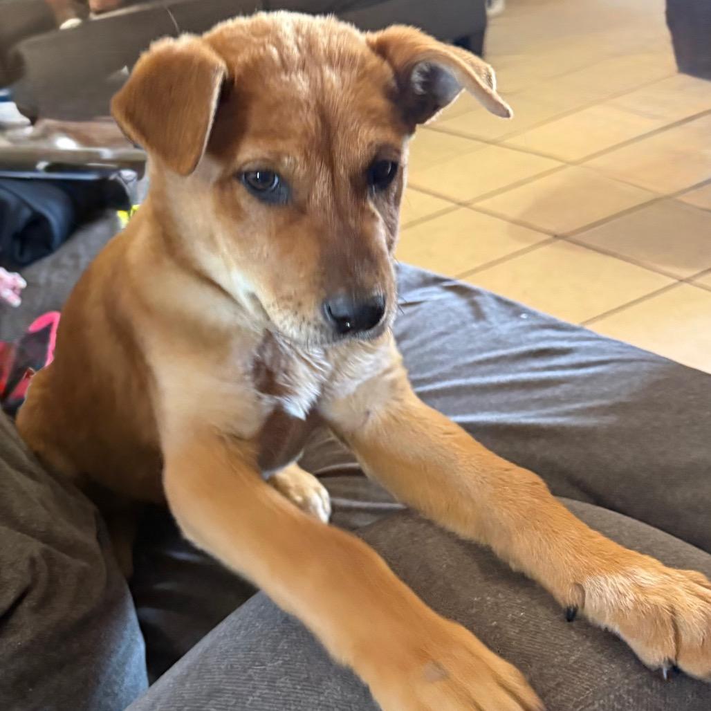 Enlarge Saxon, a Adoptable mixed breed in Midland, TX image 2/4