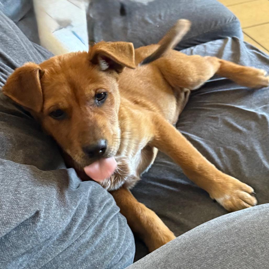 Enlarge Saxon, a Adoptable mixed breed in Midland, TX image 3/4