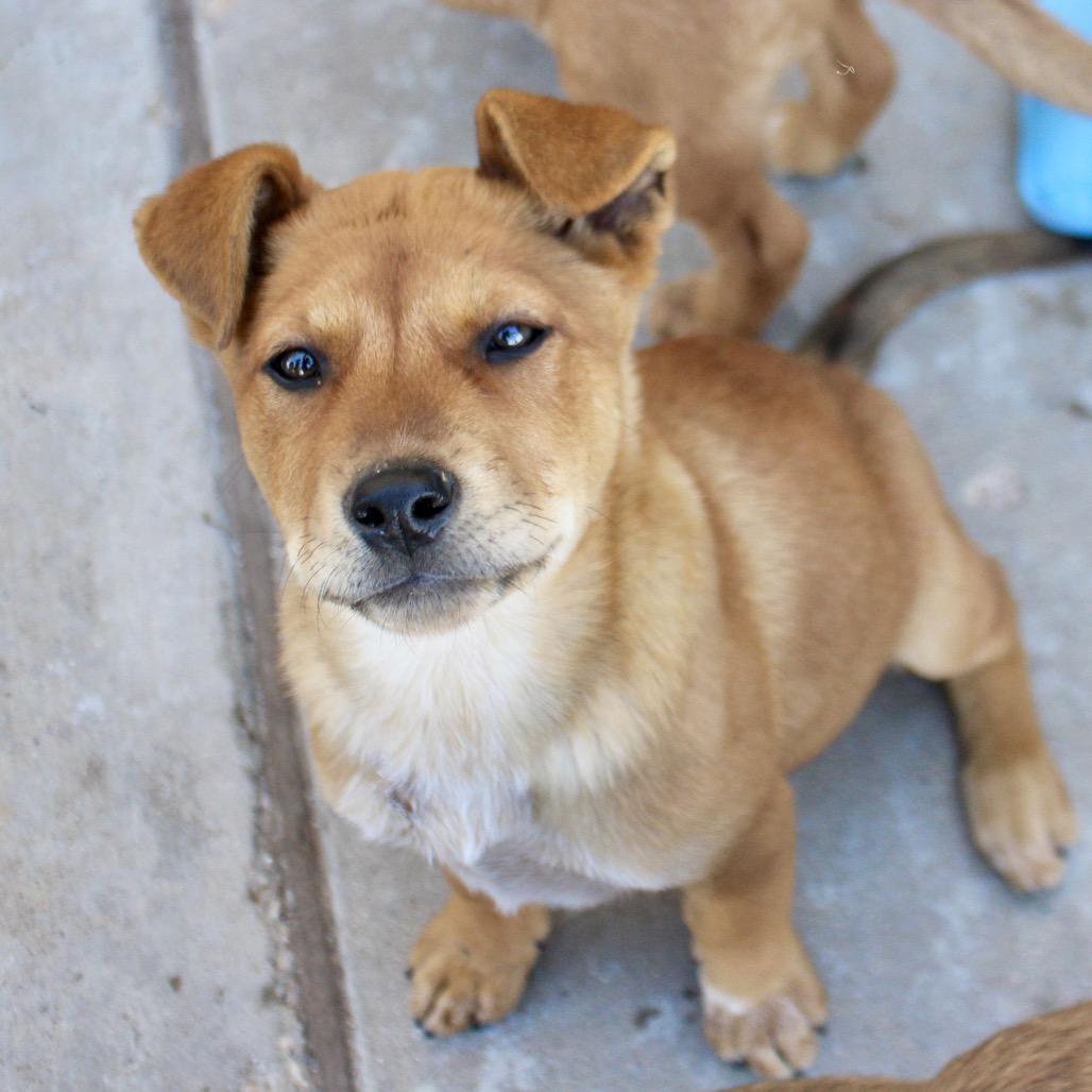 Enlarge Saxon, a Adoptable mixed breed in Midland, TX image 4/4