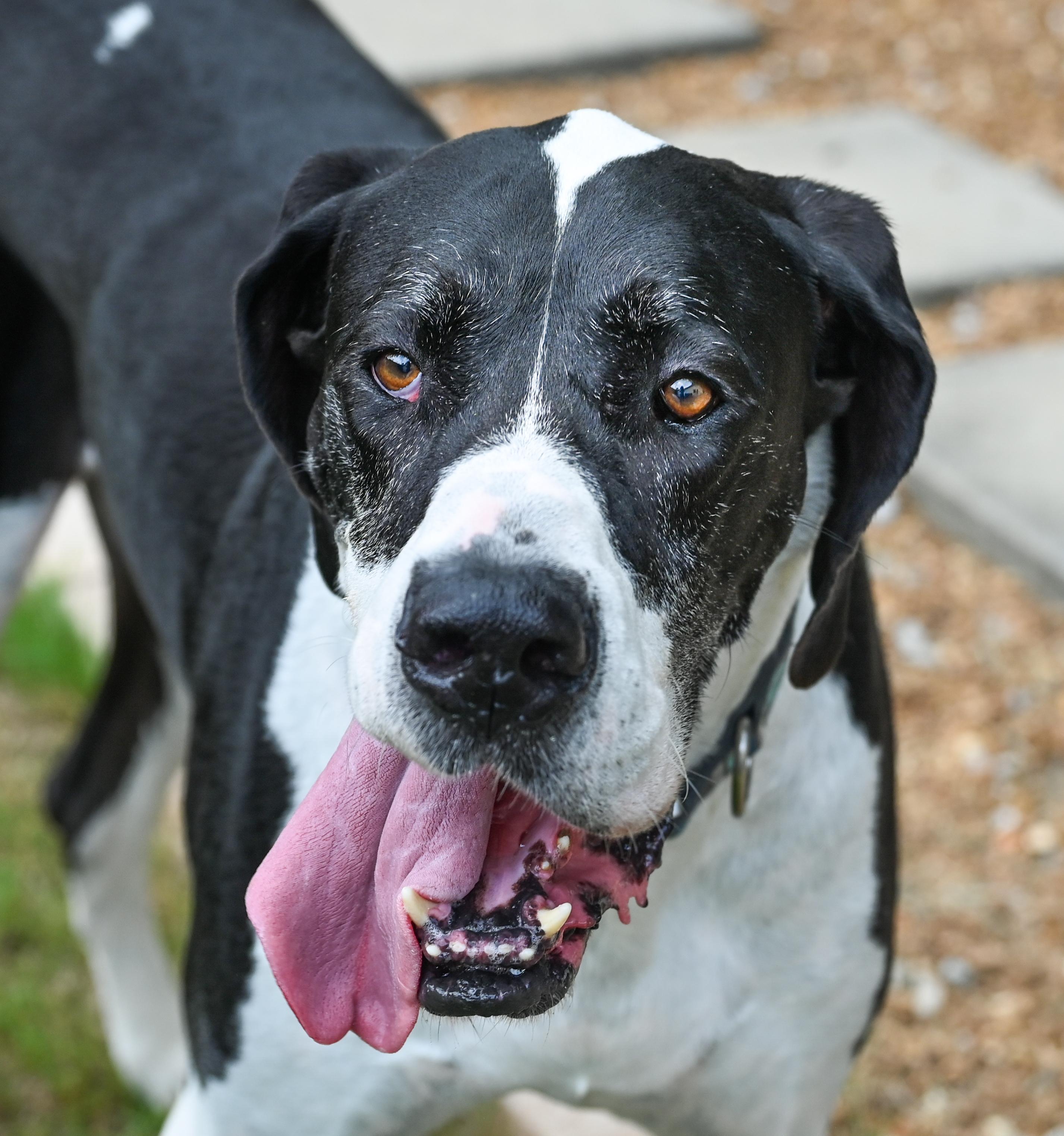 Sampson, a ADOPTABLE Great Dane in Chattanooga, TN image 3/5