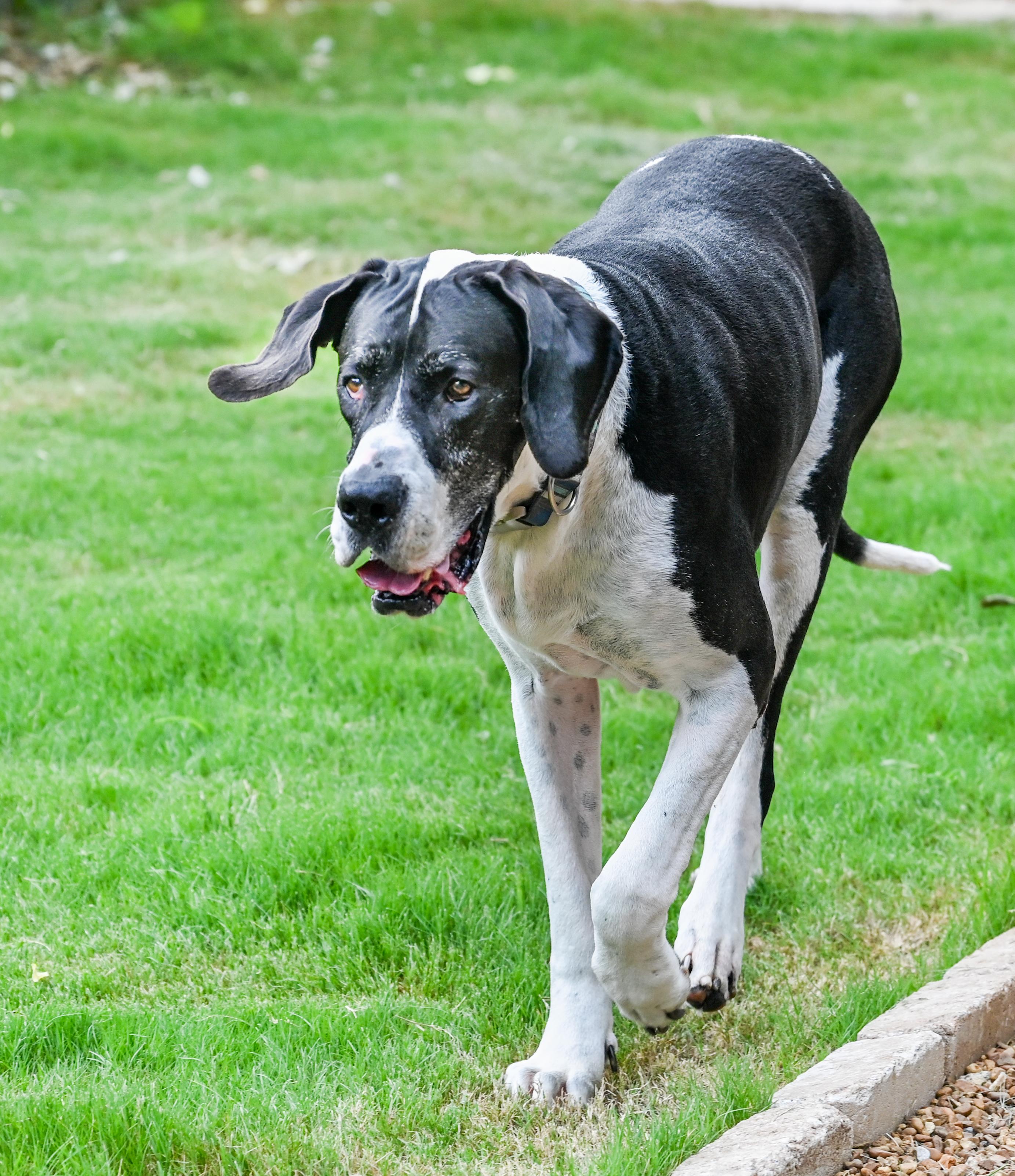 Sampson, a ADOPTABLE Great Dane in Chattanooga, TN image 4/5