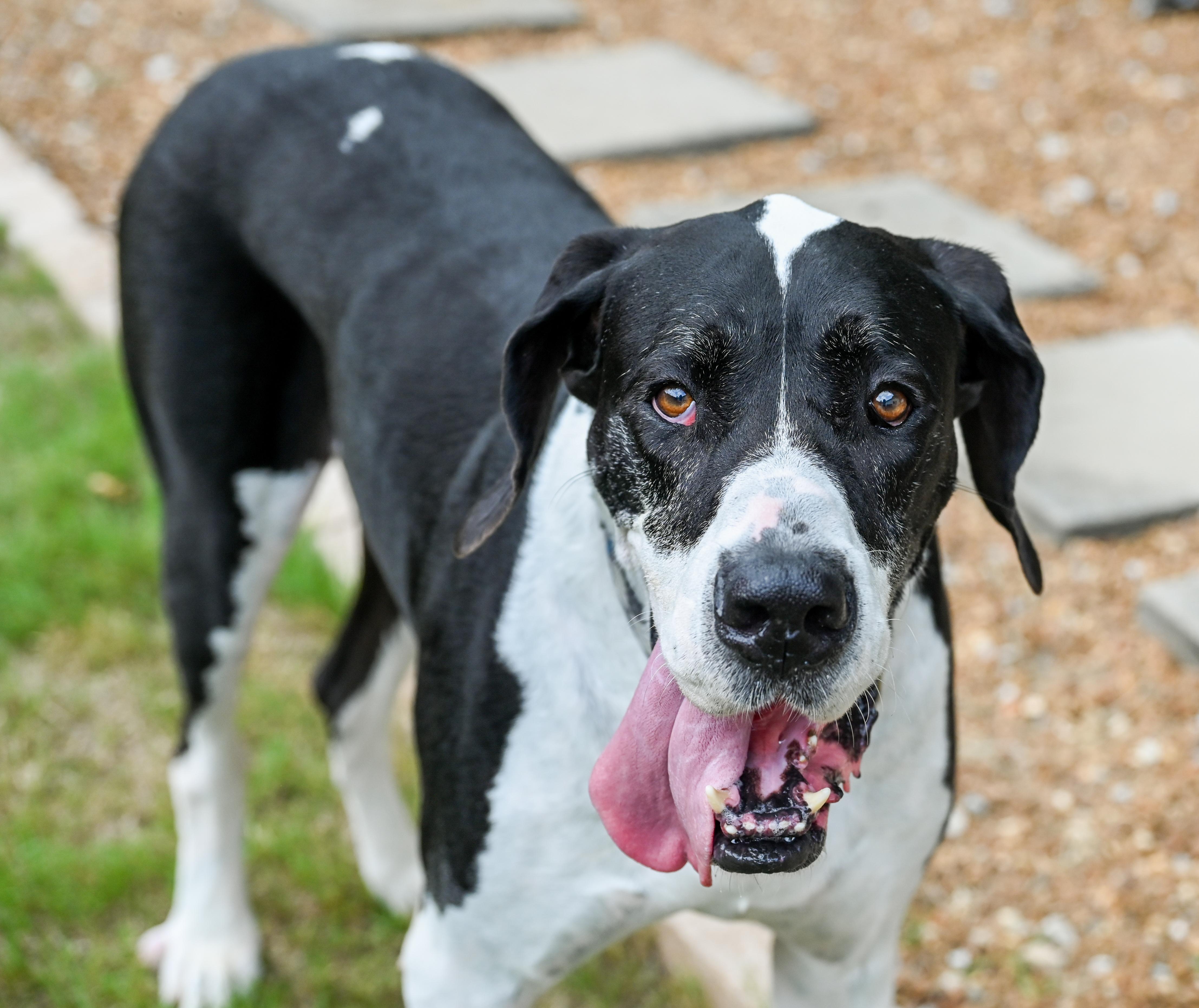 Sampson, a ADOPTABLE Great Dane in Chattanooga, TN image 1/5