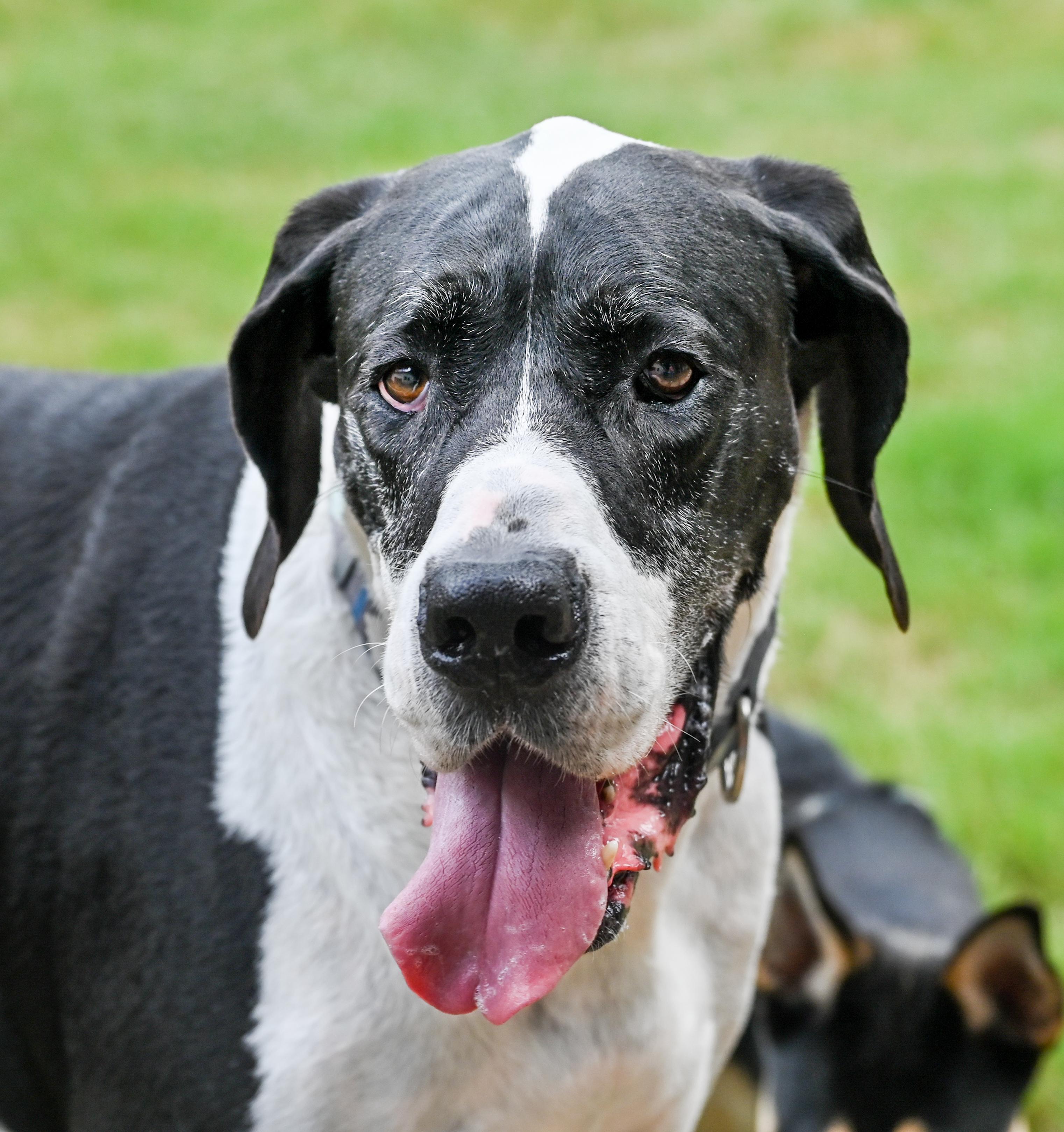 Sampson, a ADOPTABLE Great Dane in Chattanooga, TN image 5/5