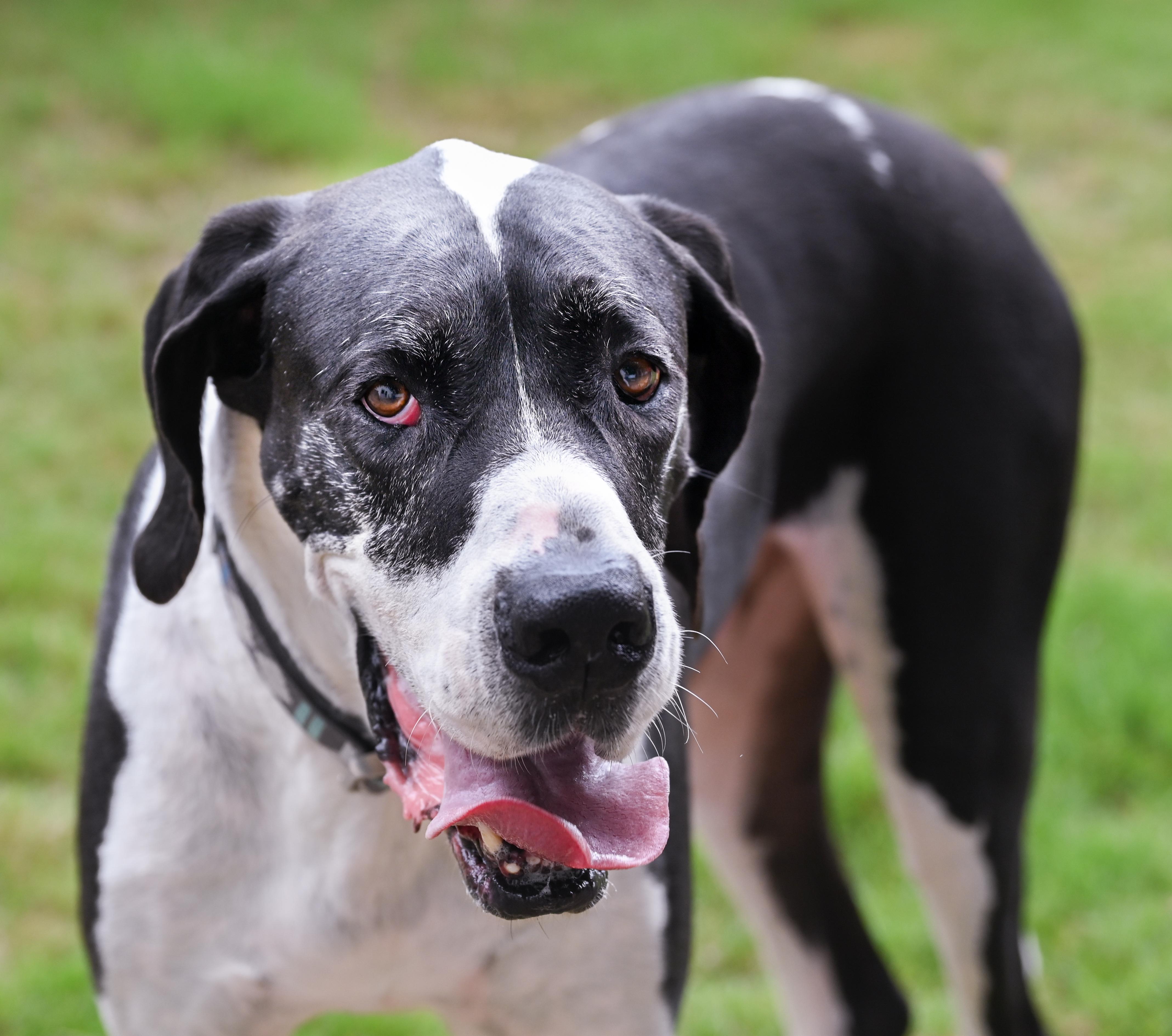 Sampson, a ADOPTABLE Great Dane in Chattanooga, TN image 2/5