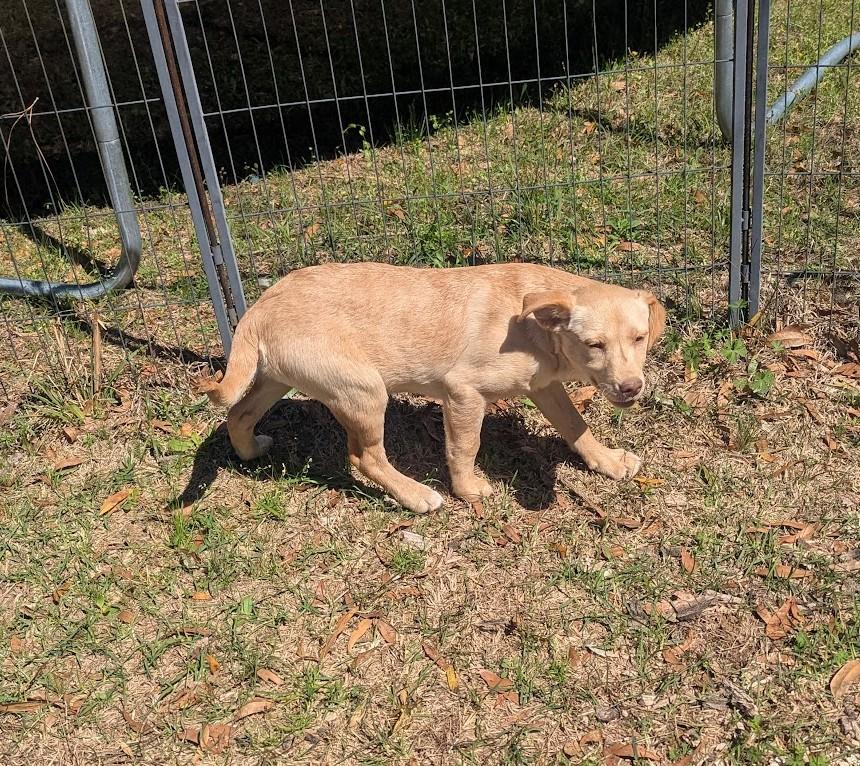 Enlarge BLYTHE HARPER, an adopted mixed breed in Brattleboro, VT image 6/6