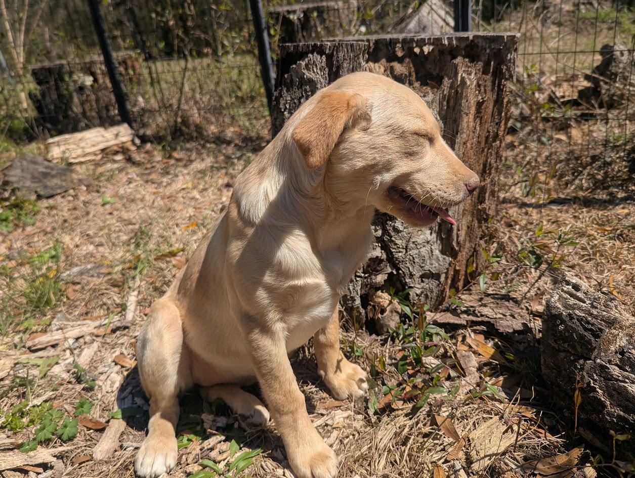 Enlarge BLYTHE HARPER, an adopted mixed breed in Brattleboro, VT image 2/6