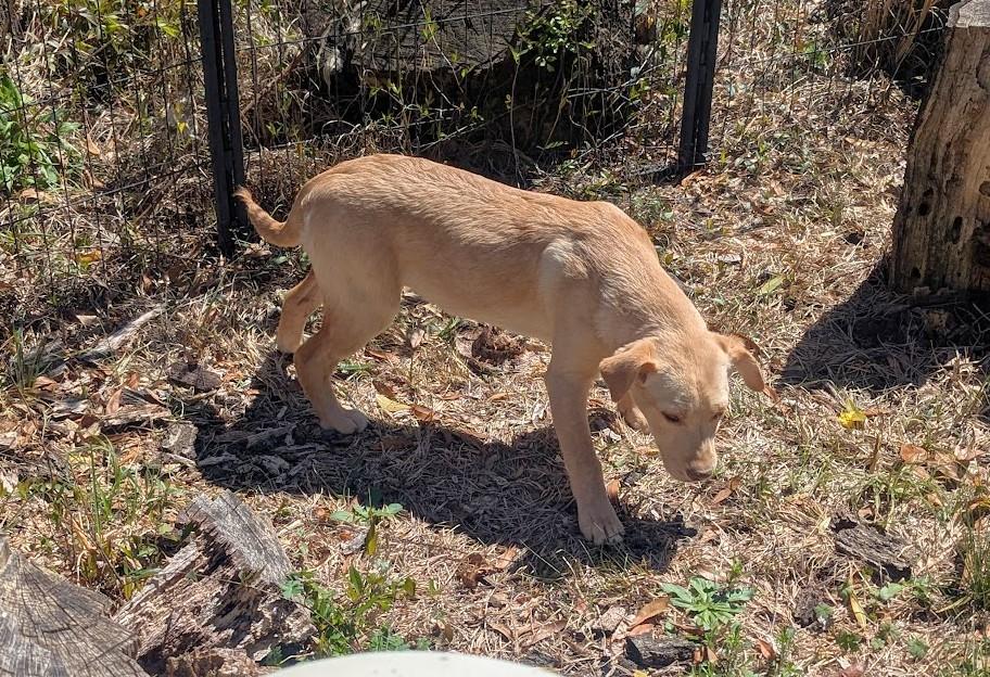 Enlarge BLYTHE HARPER, an adopted mixed breed in Brattleboro, VT image 4/6