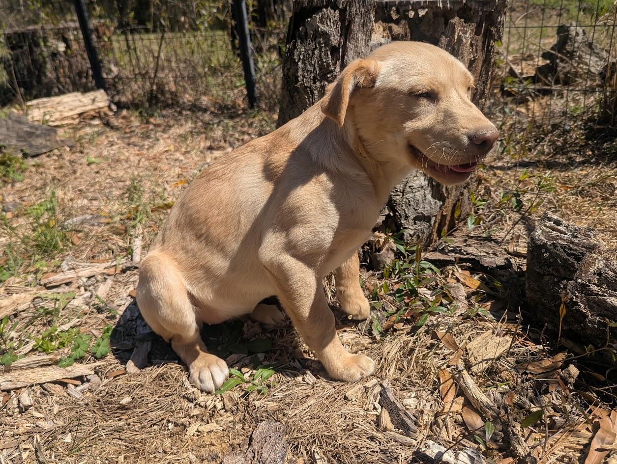 Enlarge BLYTHE HARPER, an adopted mixed breed in Brattleboro, VT image 3/6