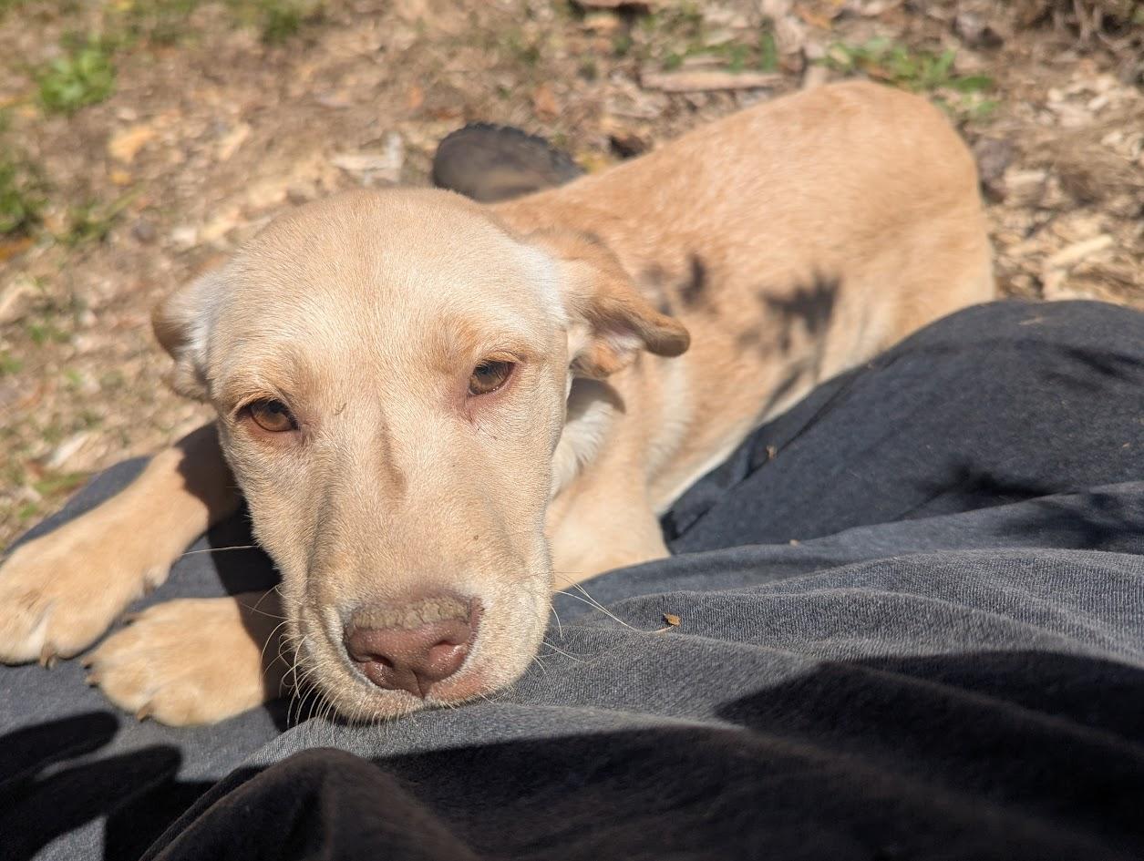 BLYTHE HARPER, adopted, Puppy Female Labrador Retriever & Golden Retriever.