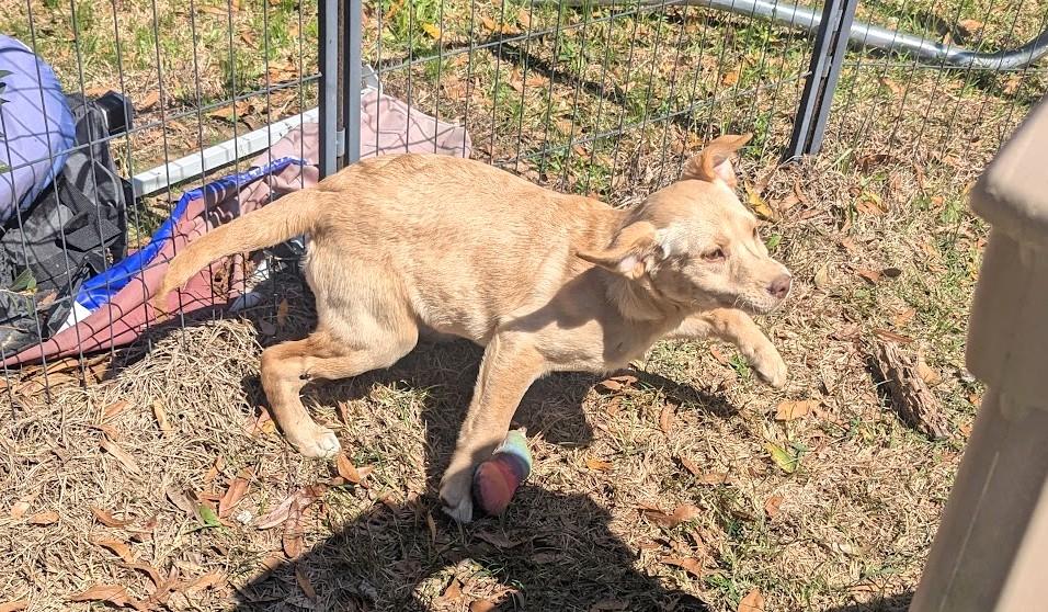 Enlarge BLYTHE HARPER, an adopted mixed breed in Brattleboro, VT image 5/6