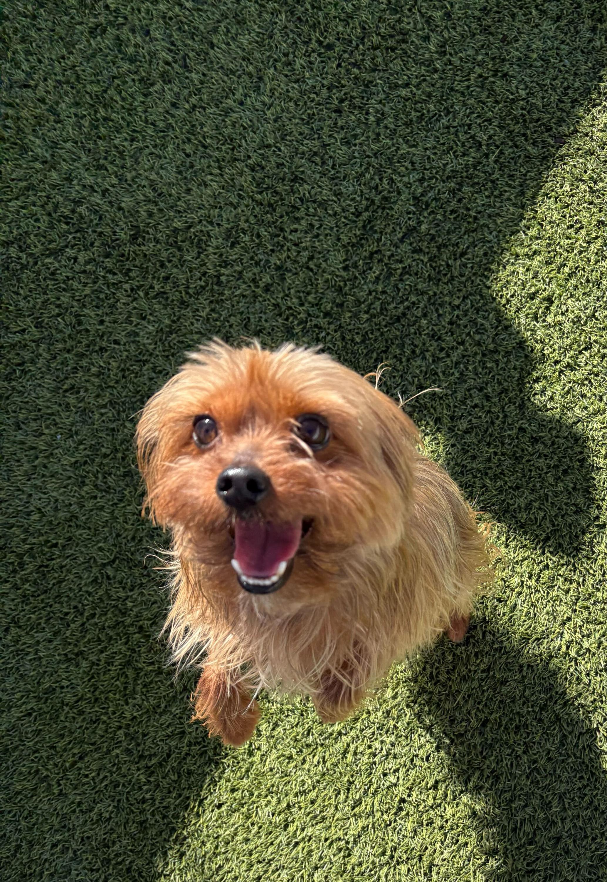 Kingsley , adopted, Young Male Yorkshire Terrier.