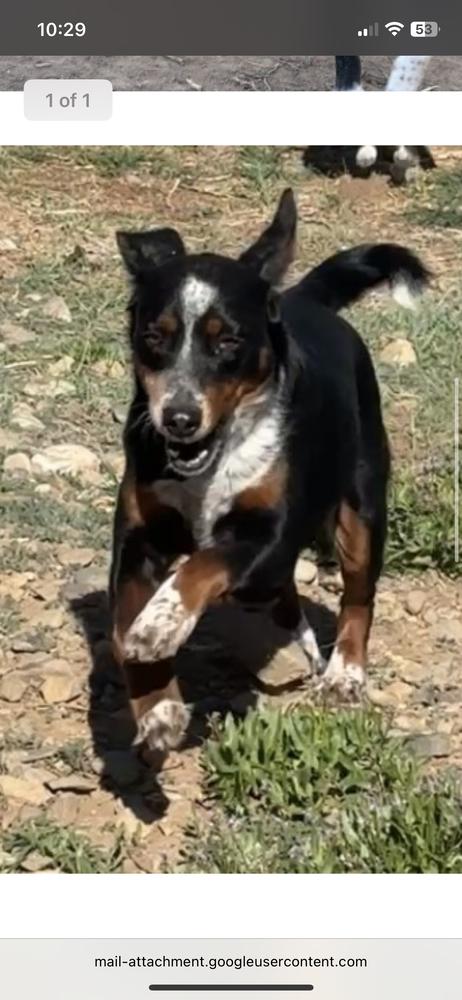 Fortune Cookie, Adoptable, Adult Female Australian Cattle Dog / Blue Heeler.
