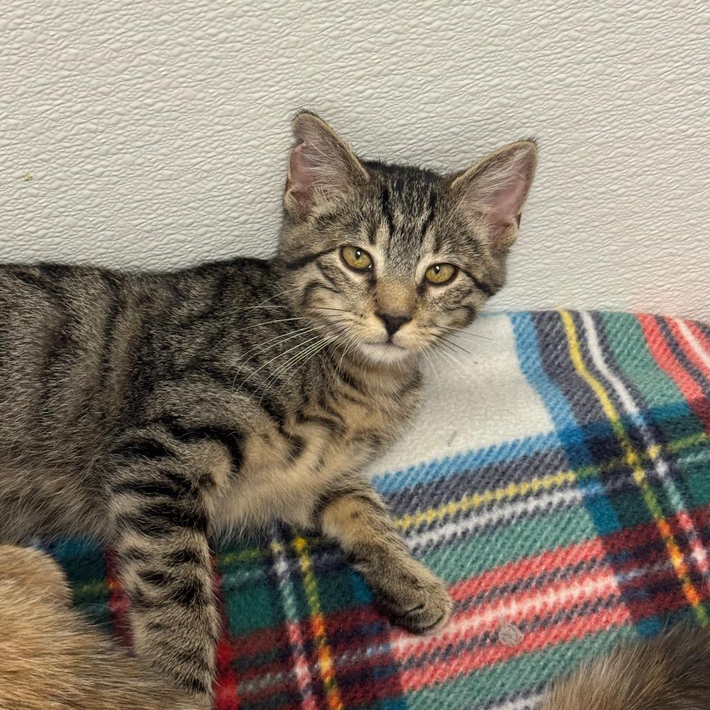 Fish, Adoptable, Kitten Male Domestic Short Hair.