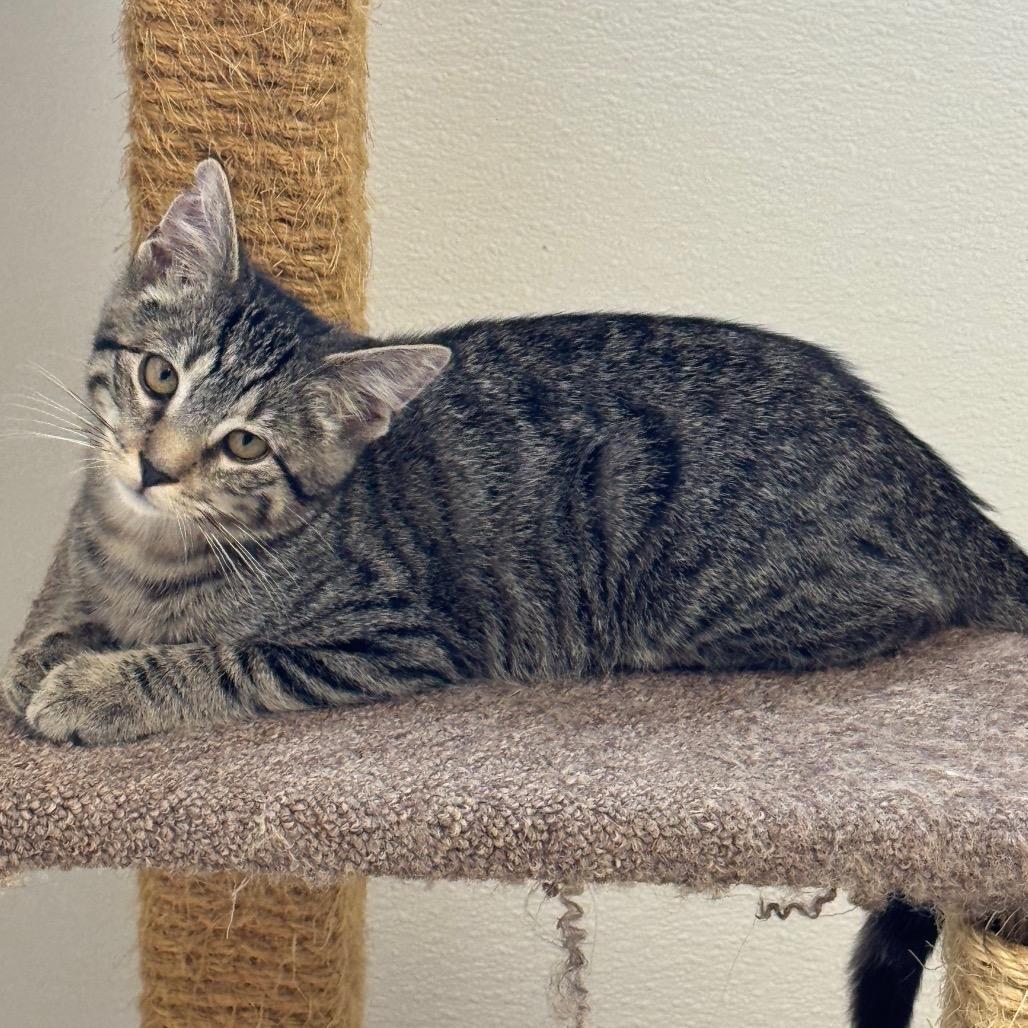 Enlarge Fish, a Adoptable Domestic Short Hair in Milford, IA image 2/3