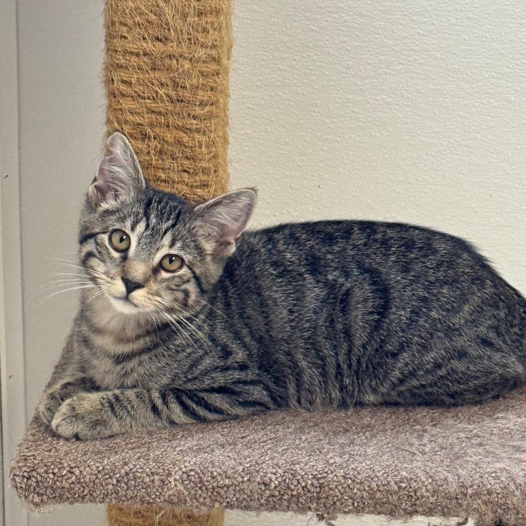 Enlarge Fish, a Adoptable Domestic Short Hair in Milford, IA image 3/3