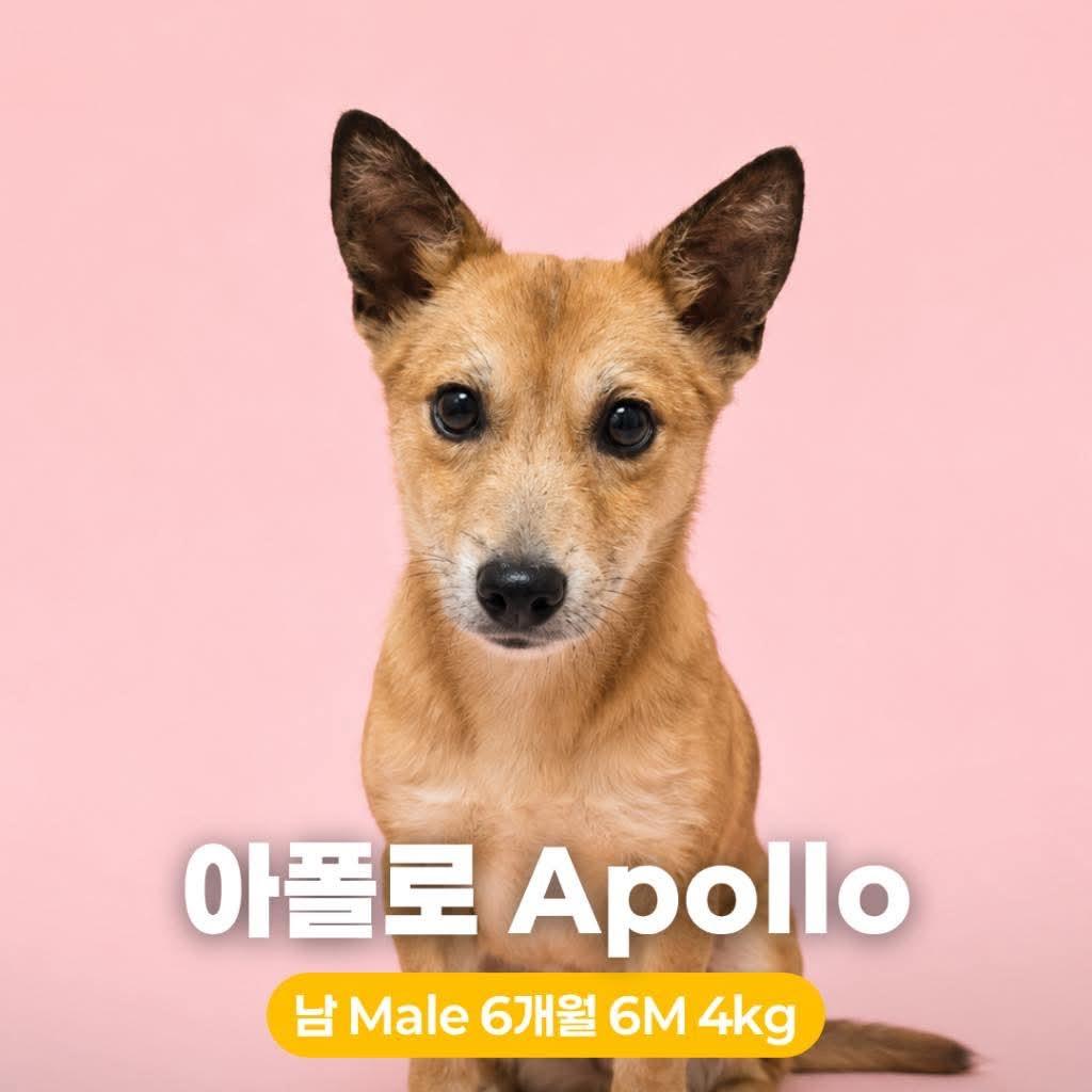 Enlarge Apollo, a Adoptable Jindo in Northbrook, IL image 1/1