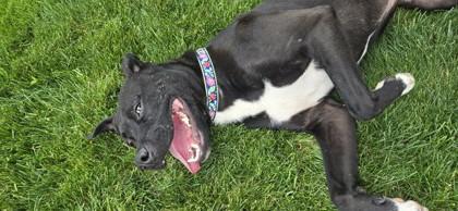 Snugglesaurus, Adoptable, Adult Male Pit Bull Terrier & Retriever.