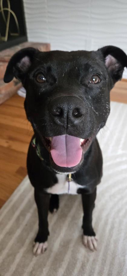 Enlarge Snugglesaurus, a Adoptable mixed breed in Westland, MI image 2/3